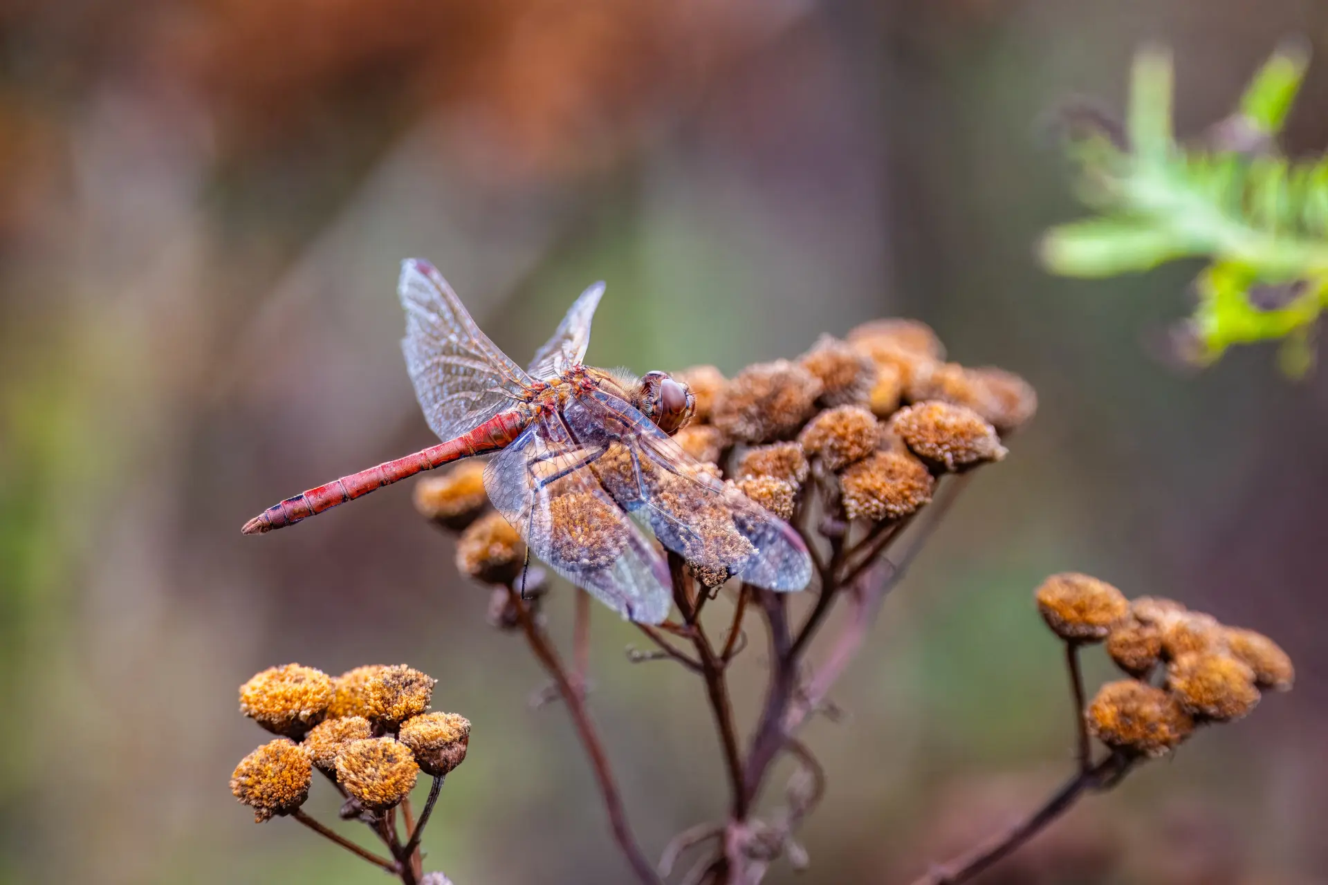 Libelle auf einem Grashalm in warmem Licht Libelle auf einem Grashalm in warmem Licht